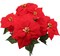 4PC Artificial Velvet Poinsettia Bush, 20-Inch, Indoor Use, 7 Realistic Silk Blooms & Green Foliage